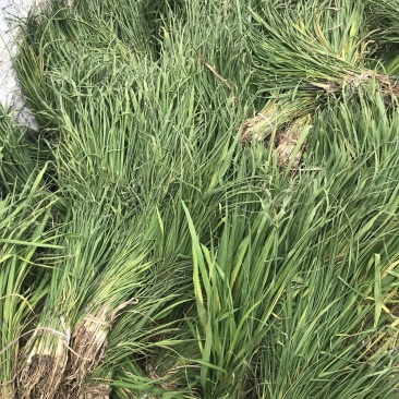 茭白苦江绿化苗木