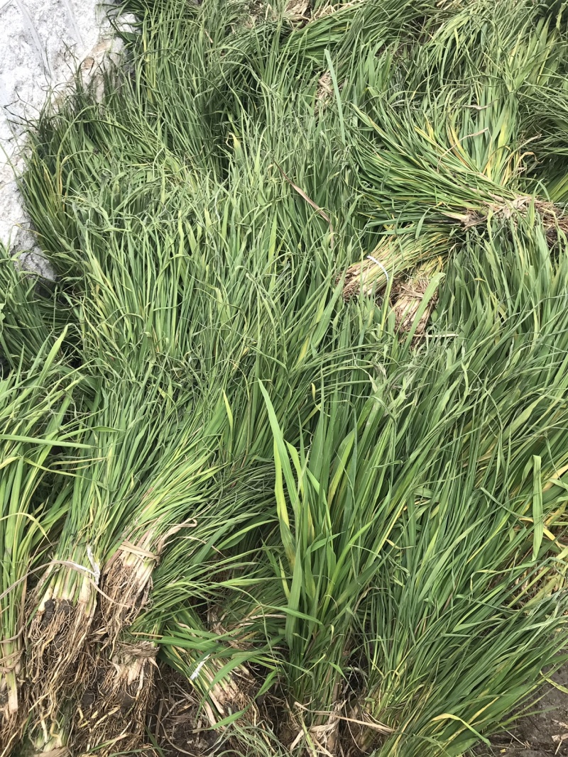茭白苦江绿化苗木