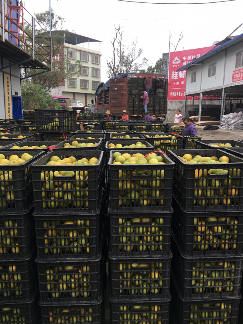 罗汉果：恒温电烤果（单个包装）桂林产地优质果批发