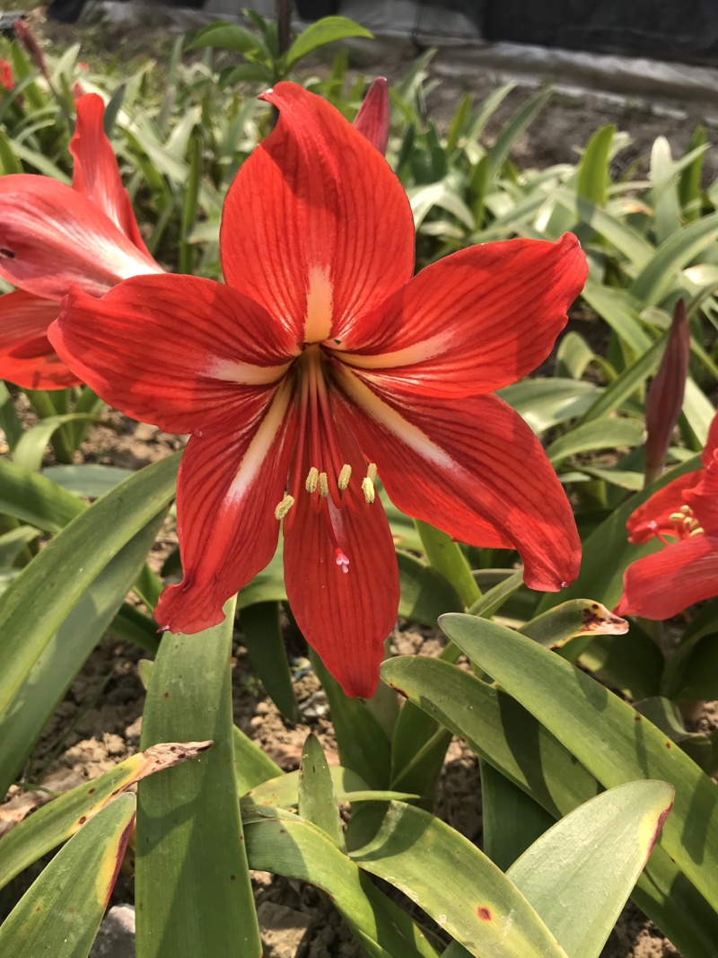 朱顶红(4-6公分)