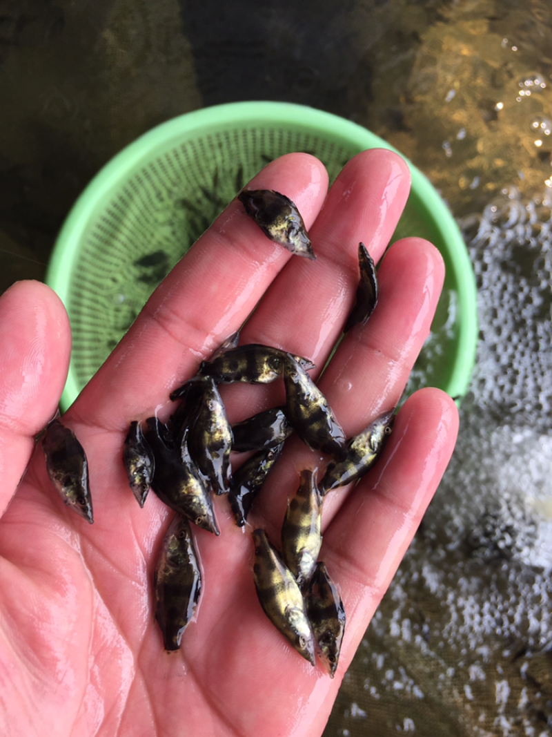 鳜鱼苗，桂鱼苗，桂鱼水花、基地直供