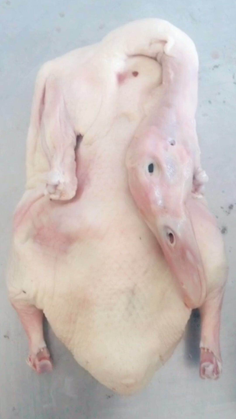 盐水鸭胚