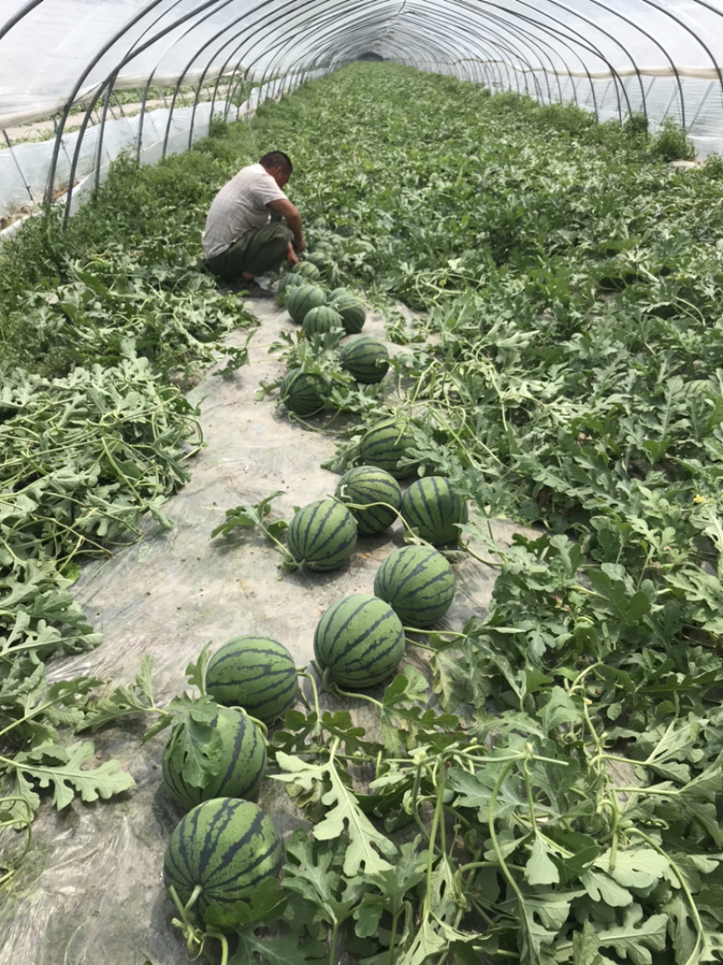 睢宁嘉5西瓜自己种植百亩魏集西瓜4月15号左右上市