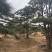 造型松