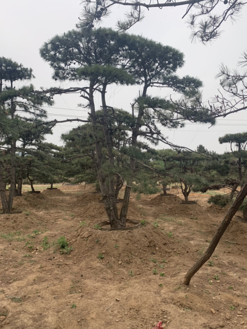 造型松