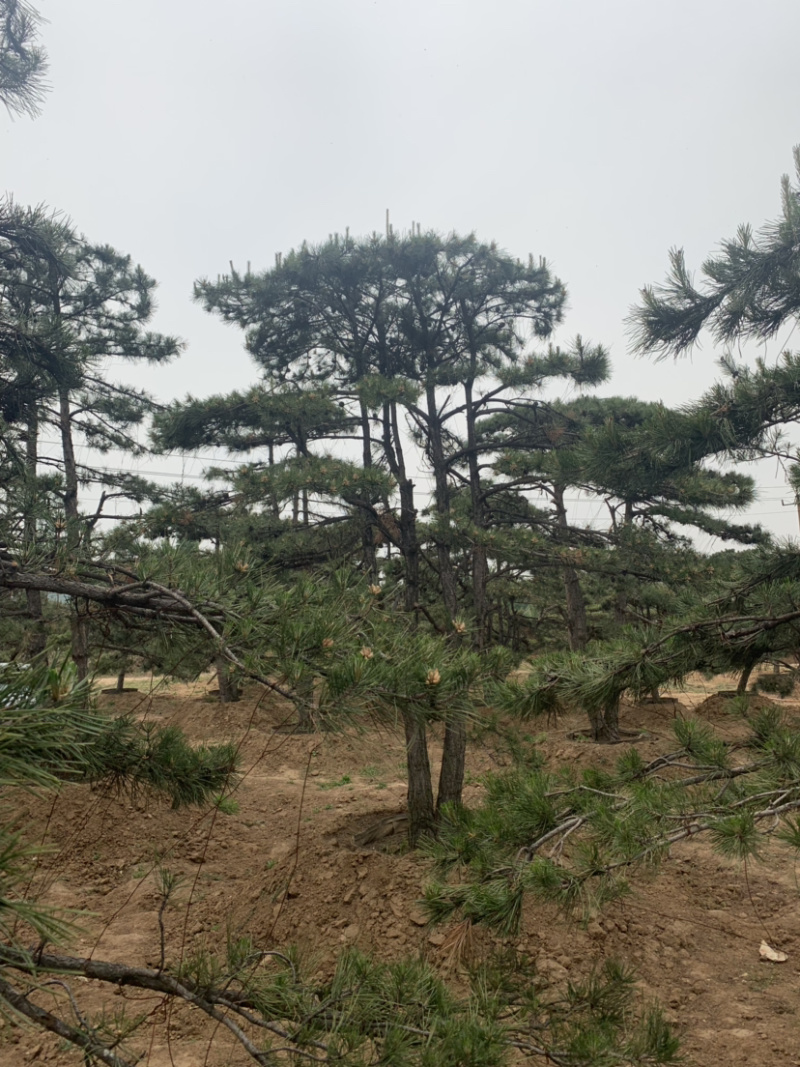 造型松