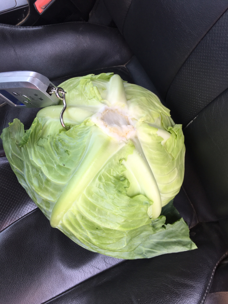 优质包菜800每亩产地直销，量大质优保质保量