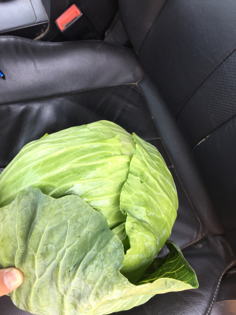 优质包菜800每亩产地直销，量大质优保质保量