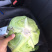 优质包菜800每亩产地直销，量大质优保质保量