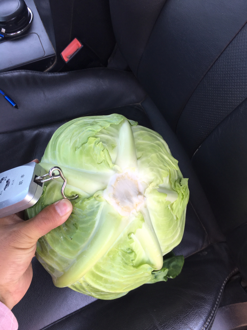 优质包菜800每亩产地直销，量大质优保质保量