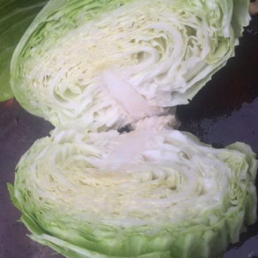 扁包菜800每亩1~2公斤产地直销