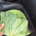 扁包菜800每亩1~2公斤产地直销