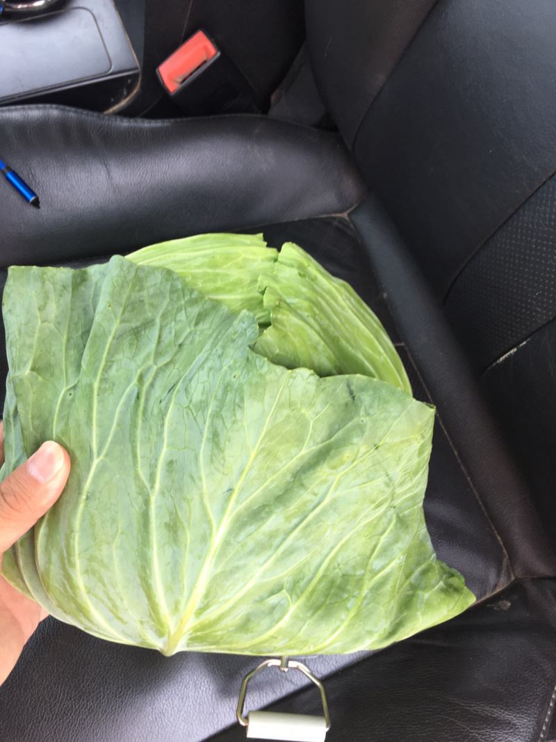 扁包菜800每亩1~2公斤产地直销