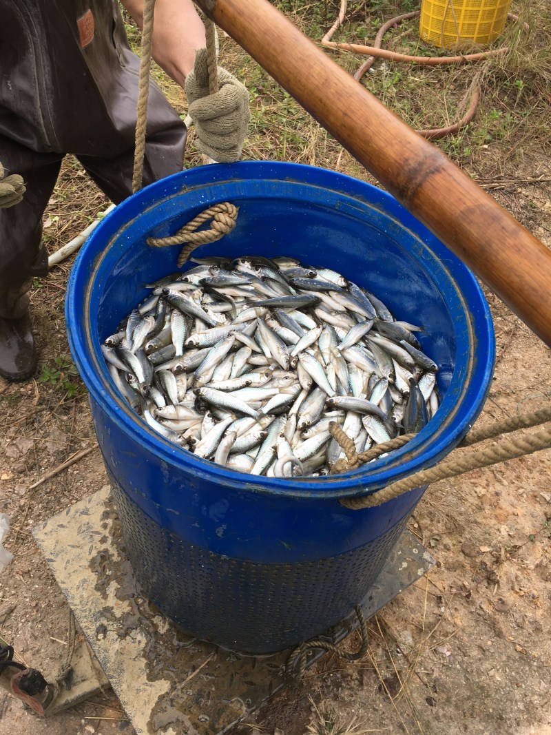 鲮鱼苗鲮鱼苗鲮鱼苗土鲮鱼苗土鲮