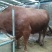黄牛100~200kg
