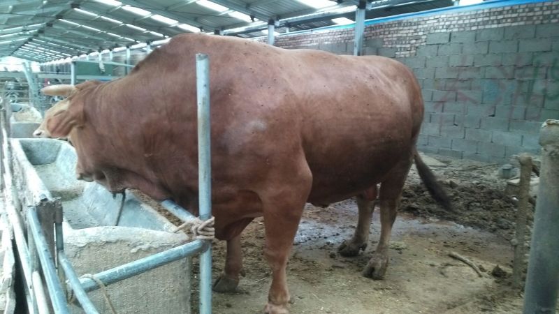 黄牛100~200kg