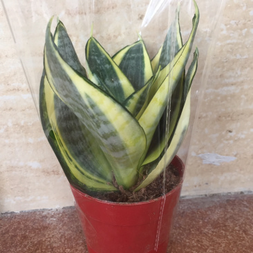 黄金哈尼虎皮兰，一件40盆