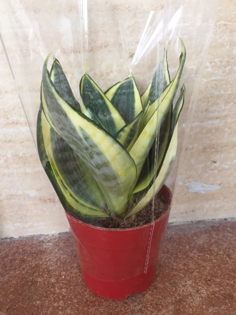 黄金哈尼虎皮兰，一件40盆