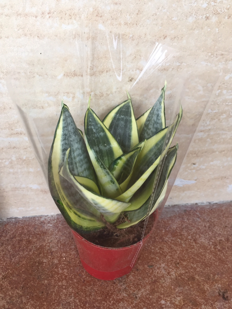 黄金哈尼虎皮兰，一件40盆