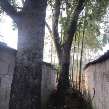 老院的铁榔榆树，价格优惠，先到先得