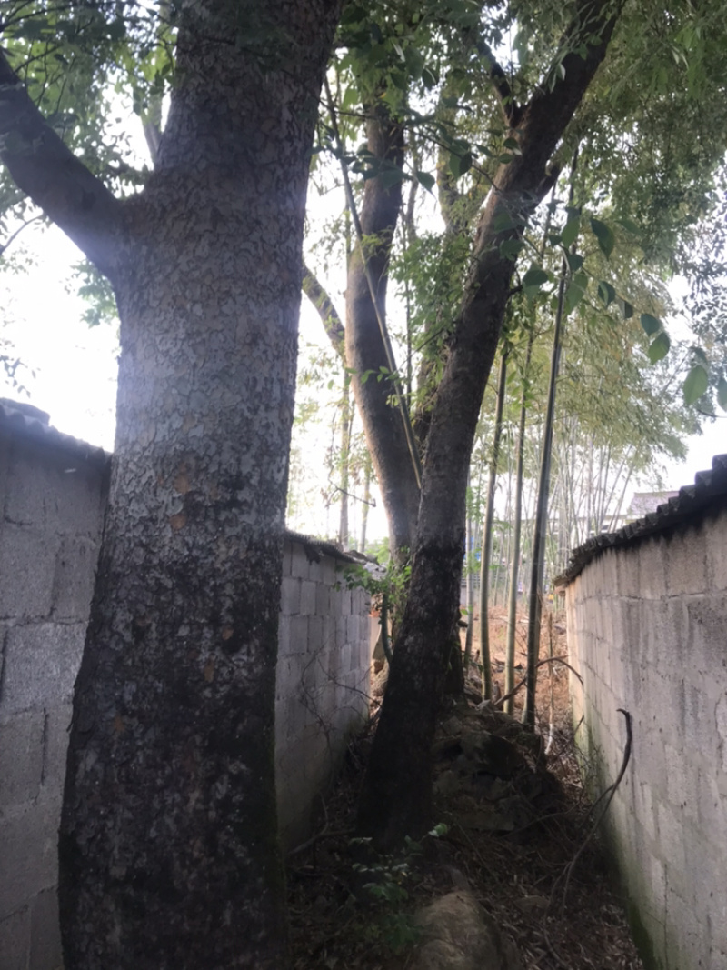 老院的铁榔榆树，价格优惠，先到先得
