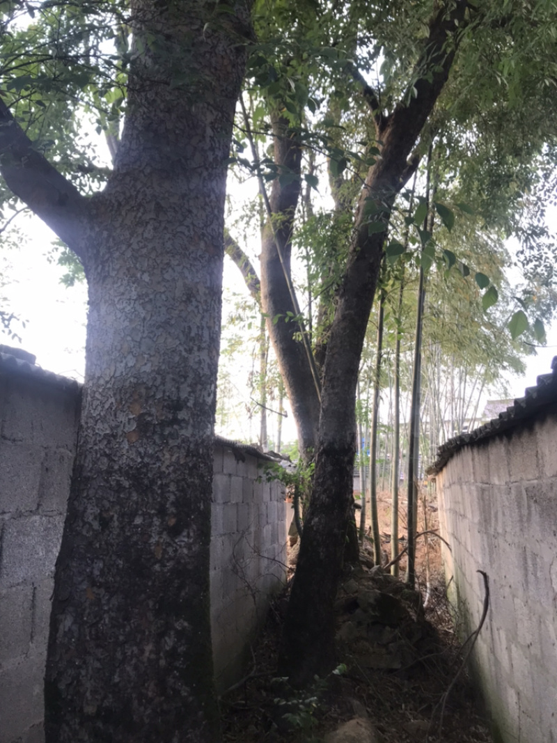 老院的铁榔榆树，价格优惠，先到先得