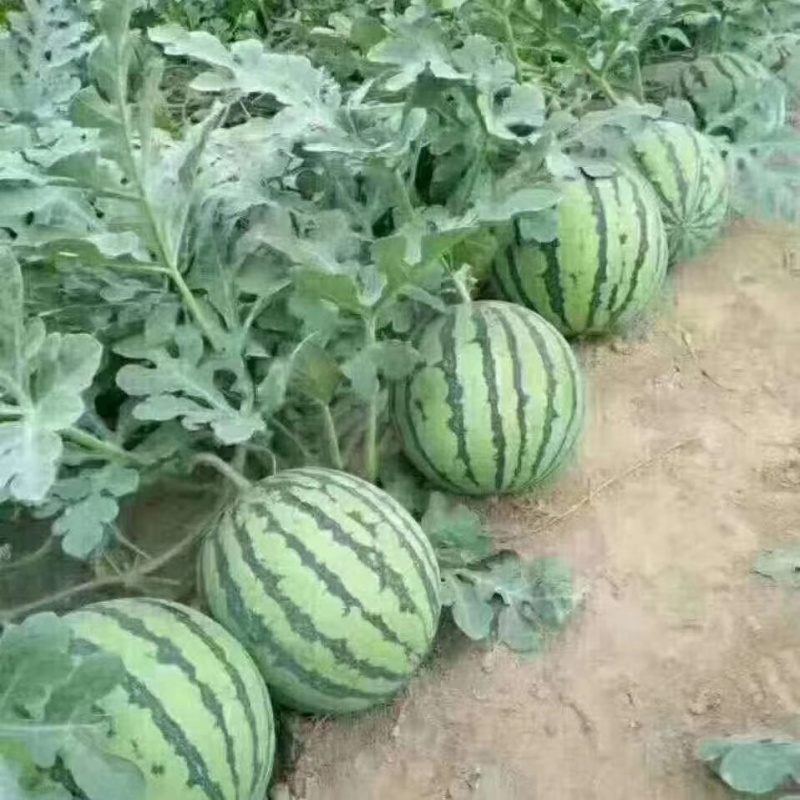 《麒麟西瓜》安徽8424西瓜皮薄瓤红，口感甜，全国代发