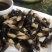 黑皮鸡枞菌干货干品鲜货菌棒种植技术基地直发