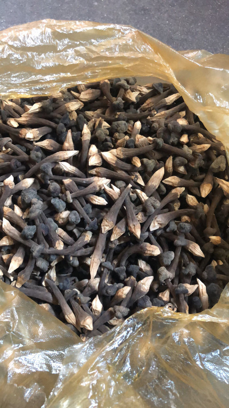 黑皮鸡枞菌干货干品鲜货菌棒种植技术基地直发