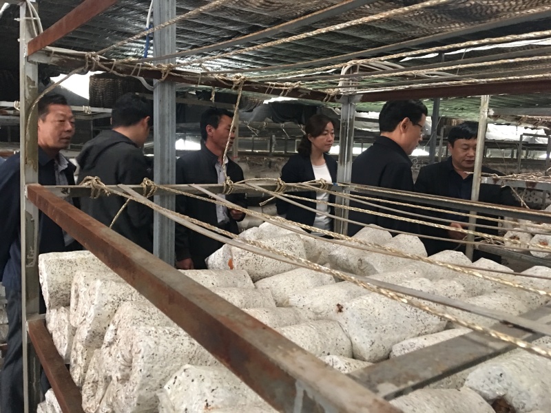 黑皮鸡枞菌干货干品鲜货菌棒种植技术基地直发