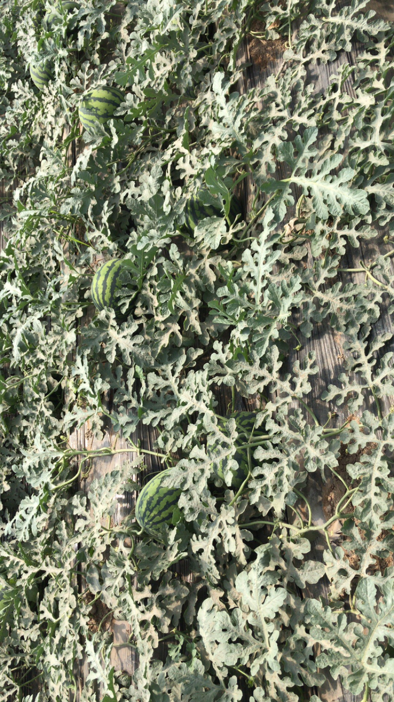 🔥陕西大荔县精品西瓜沙地甜王，吊兰，84.24各种
