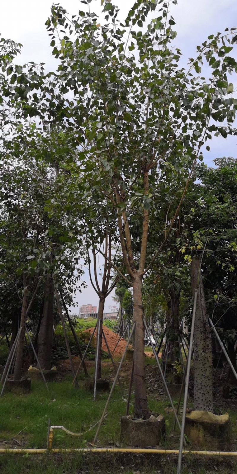 出售菩提榕5-20公分移植袋苗挖地苗需要的老板联系