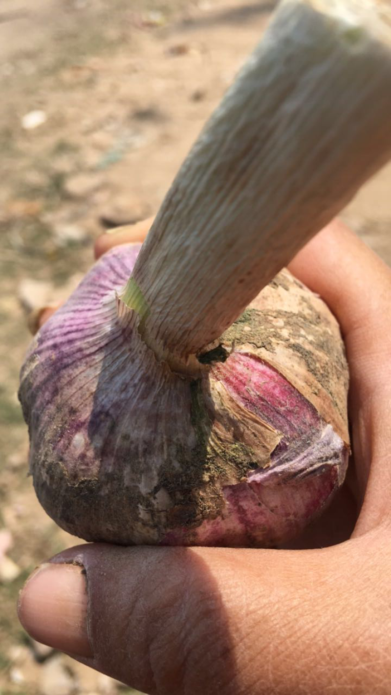 红皮蒜