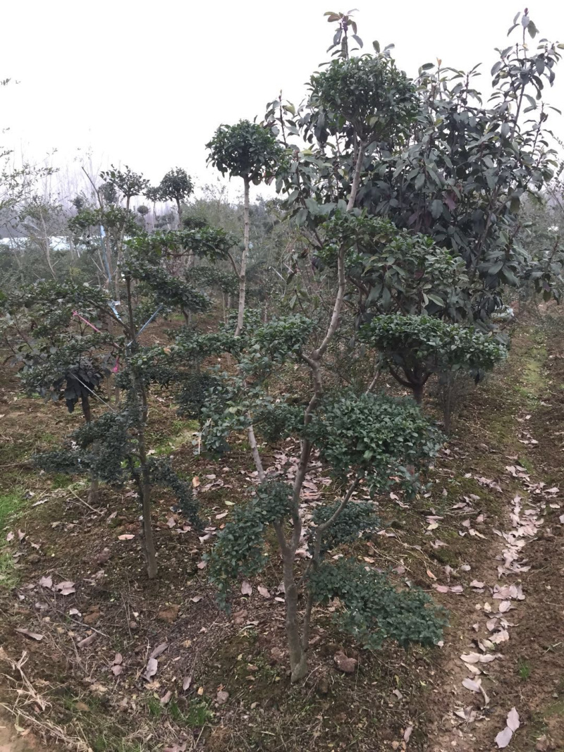 便宜小叶女贞造型产地直销，10000颗供应