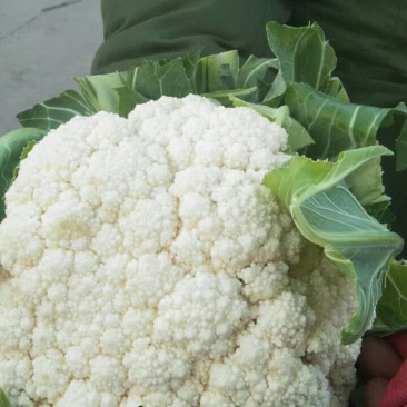 本地菜花有机花大量上市了价格便宜