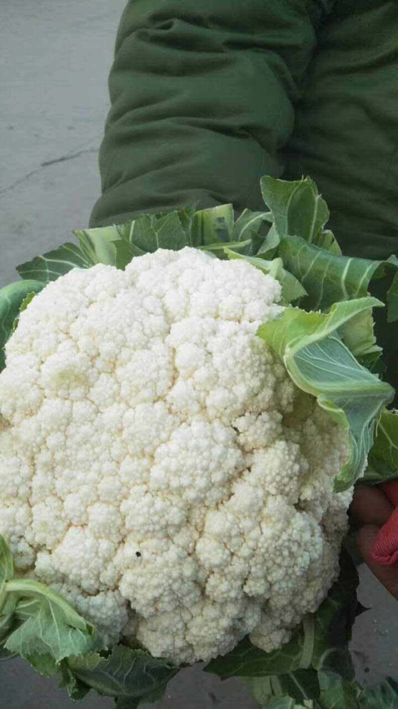本地菜花有机花大量上市了价格便宜