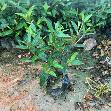 野牡丹