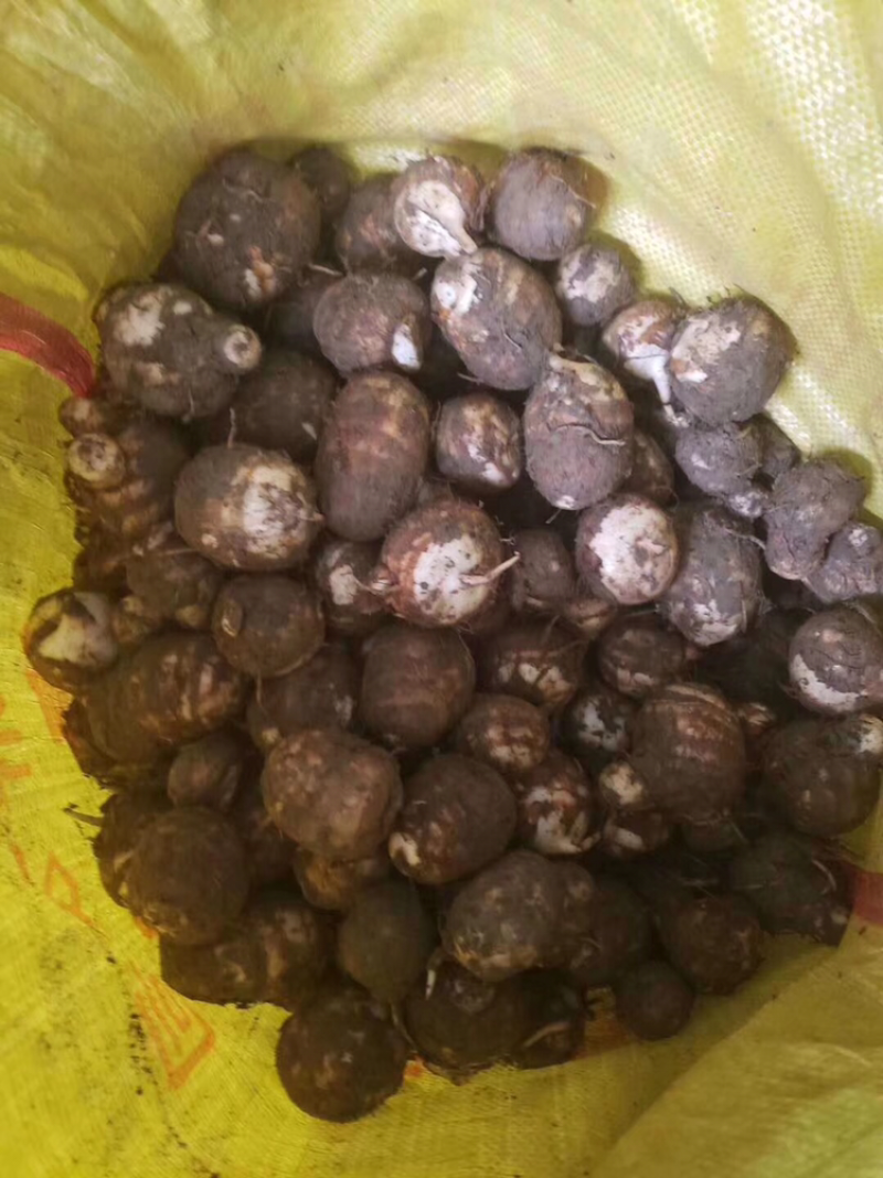 新鲜芋子大量上市了