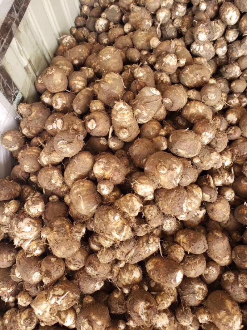 新鲜芋子大量上市了