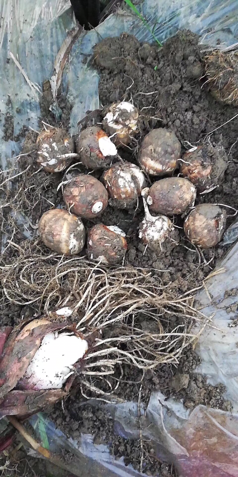 新鲜芋子大量上市了