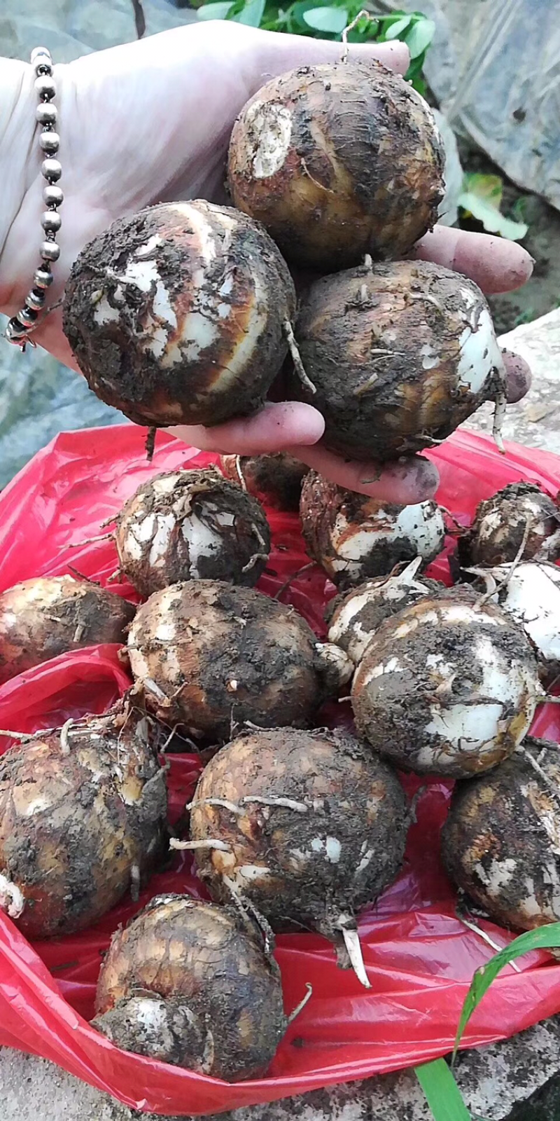 新鲜芋子大量上市了