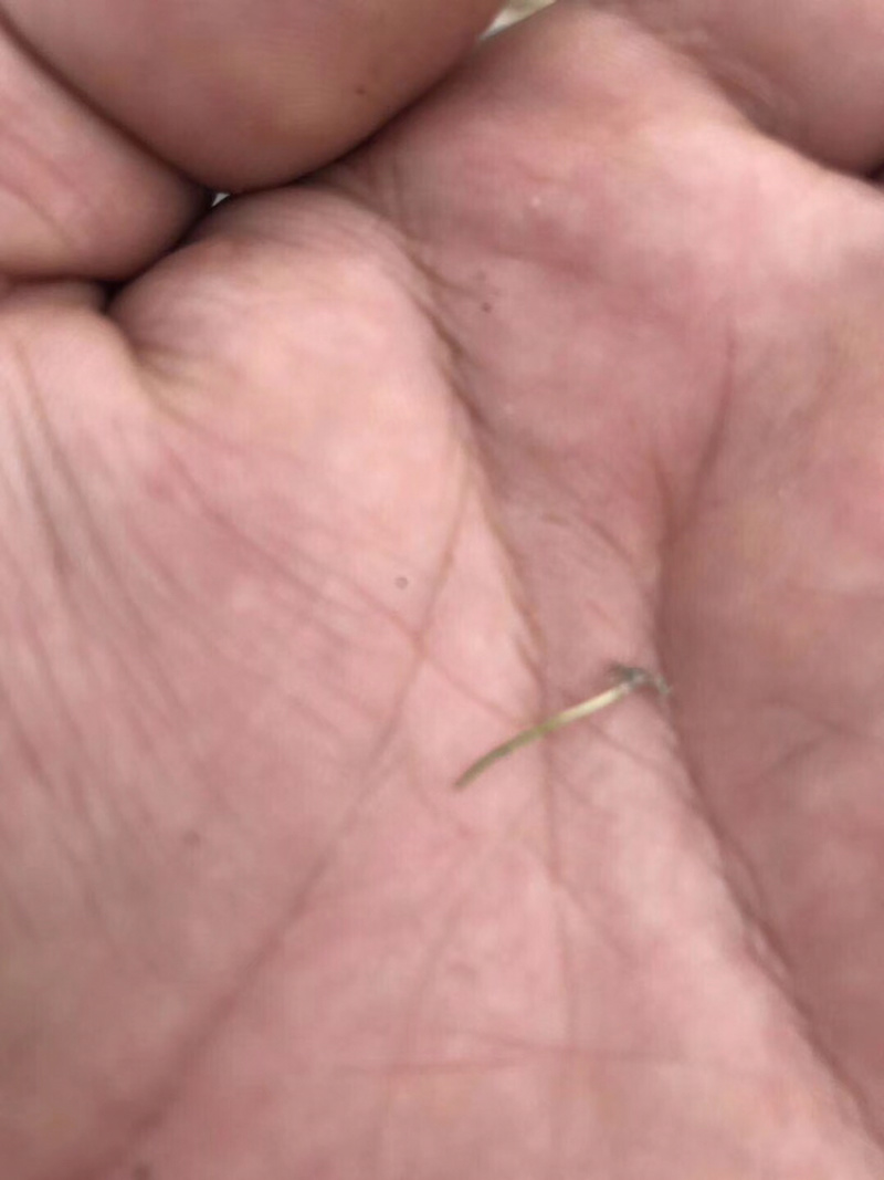 粉黛乱子草