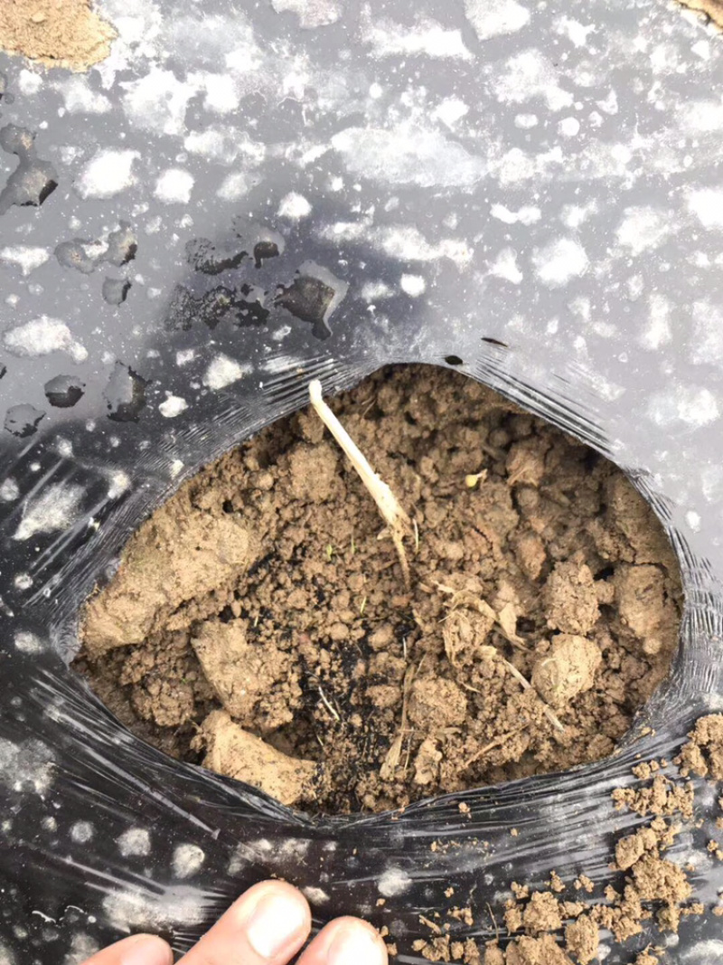 粉黛乱子草
