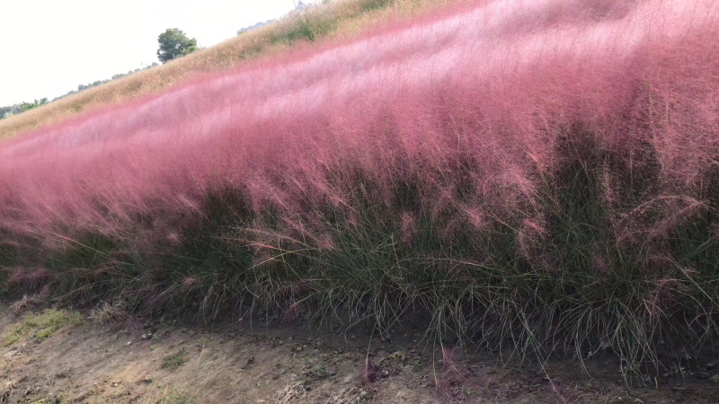 粉黛乱子草