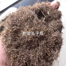 粉黛乱子草