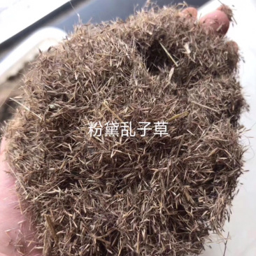 粉黛乱子草