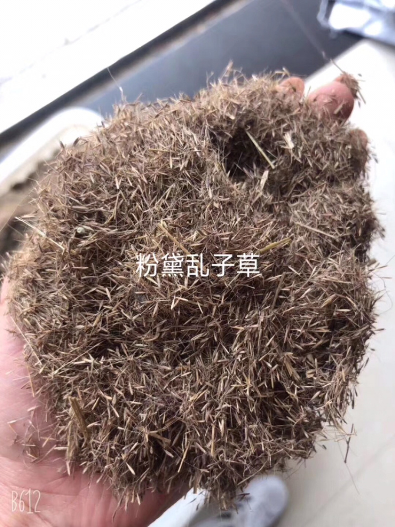 粉黛乱子草