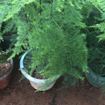 新品室内桌面盆栽文竹云片松刺天冬云竹微景观创意盆景苗植物