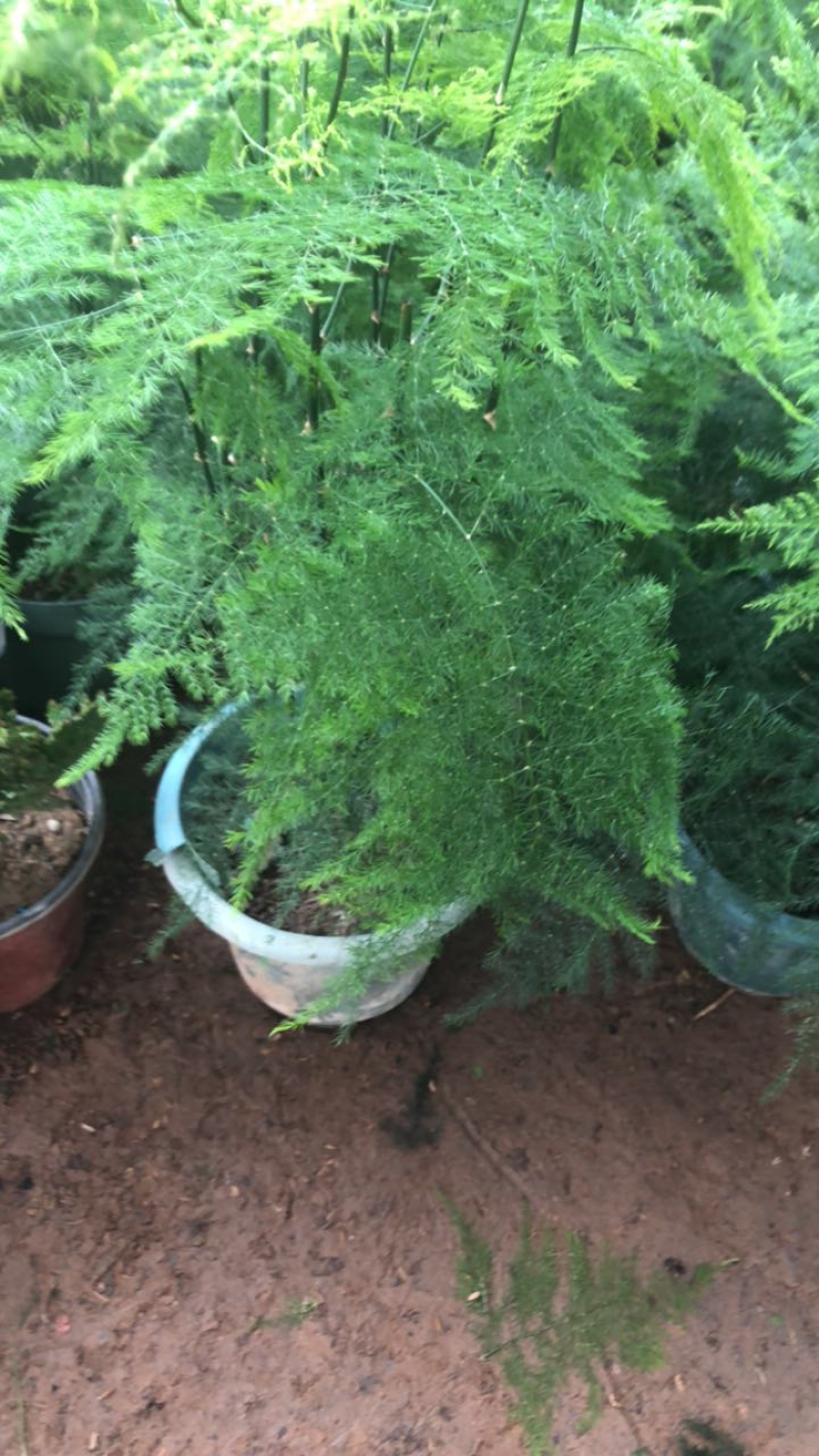 新品室内桌面盆栽文竹云片松刺天冬云竹微景观创意盆景苗植物
