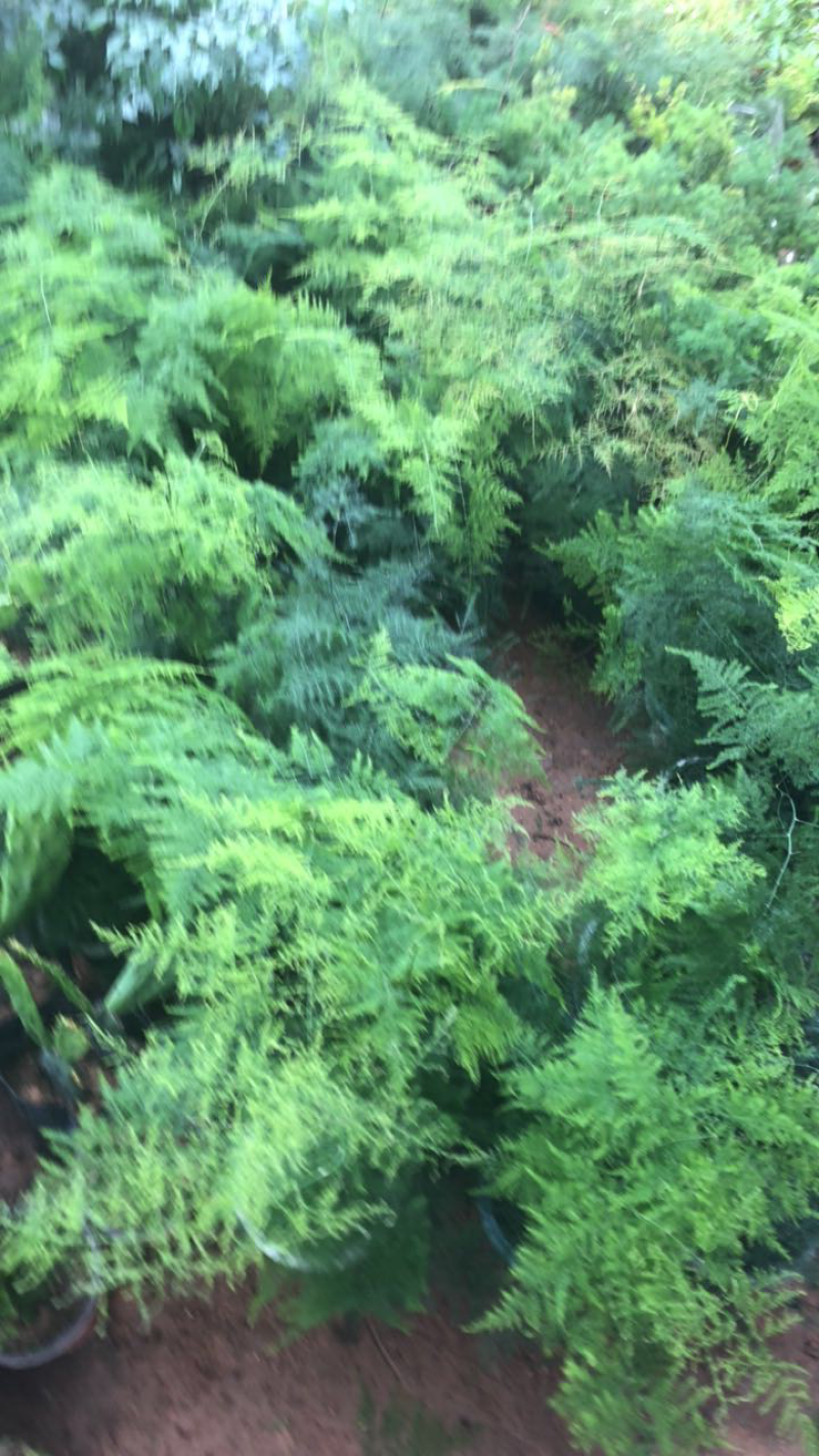 新品室内桌面盆栽文竹云片松刺天冬云竹微景观创意盆景苗植物